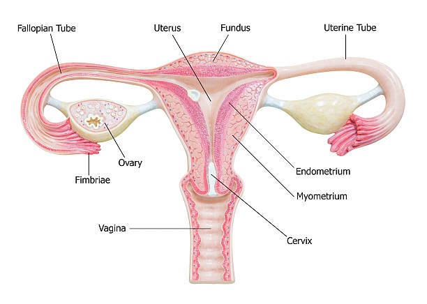 Kadn nfertilitesi Nedenleri 